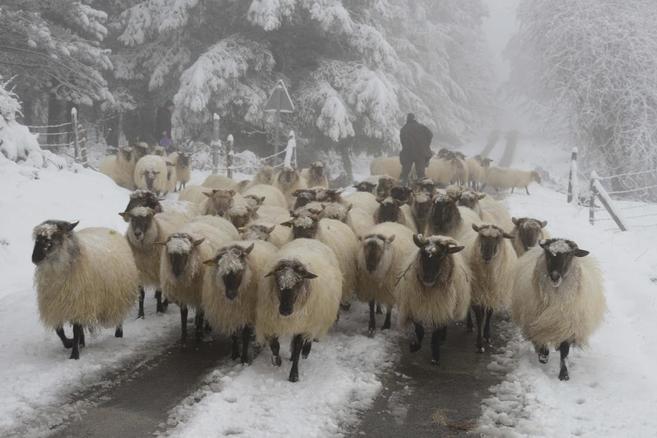Un rebao de ovejas camina por una carretera bajo la nieve, en el...