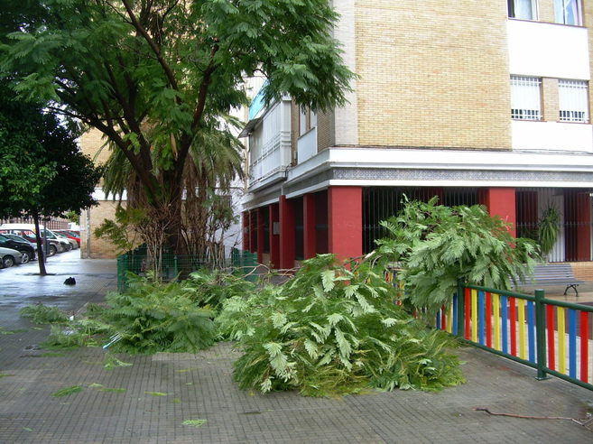 Una enorme rama de rbol cada por el temporal en el barrio de...