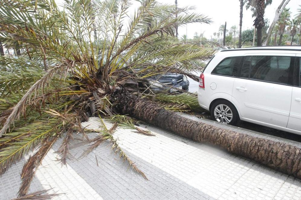 Una palmera tumbada por el fuerte viento en Algeciras.