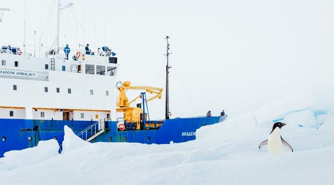 Un pingino asoma cerca del barco atrapado en el hielo.