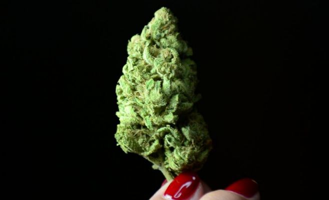 Un brote de la planta de la marihuana