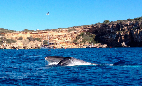 Una ballena de unos 12 metros cerca del islote de Tagomago.