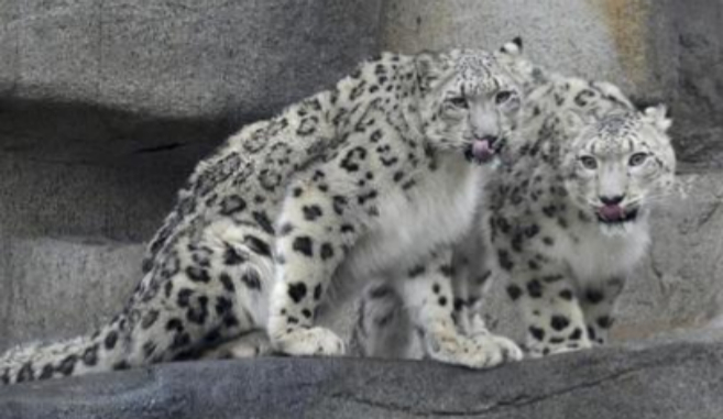 Dos ejemplares de leopardo de las nieves.