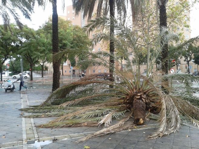 Una palmera cada en la calle Jos Saramago de Sevilla como...