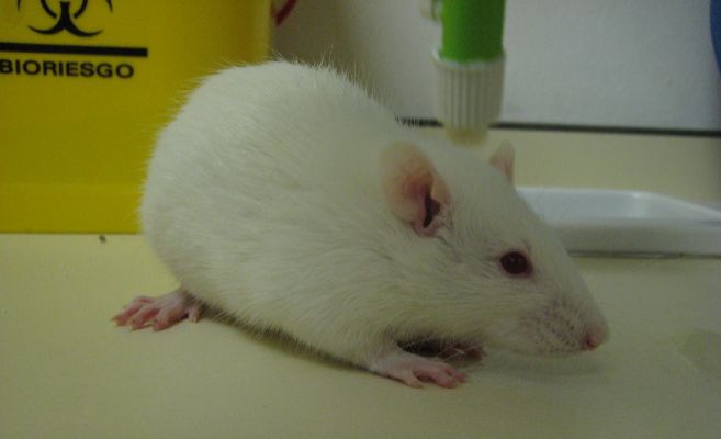 Una rata de laboratorio