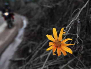 Flor rodeada de ceniza del volcn del Monte Sinabung