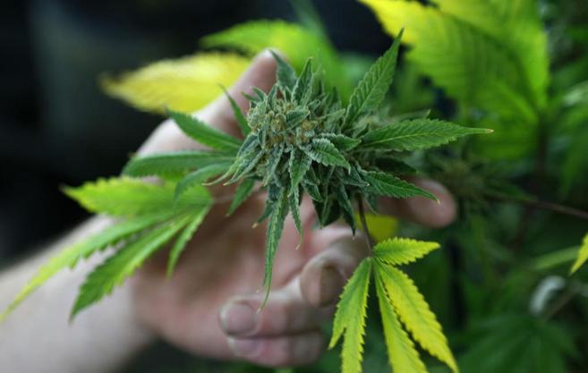 Una planta de marihuana cultivada en Colorado.