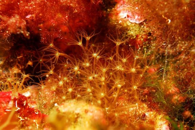 Un coral de la especie 'Maasella edwardsii' fotografiado en...