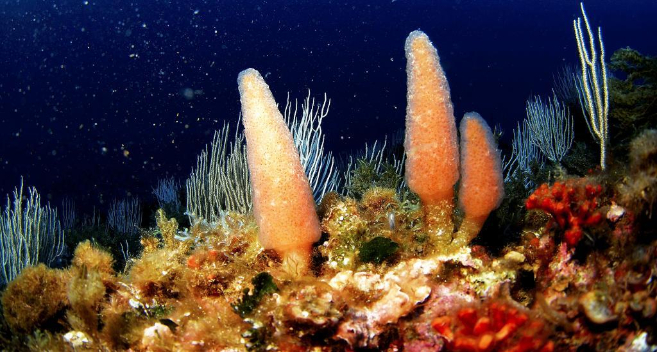 La ascidia o papa de mar es una de las especies afectada por el cambio...