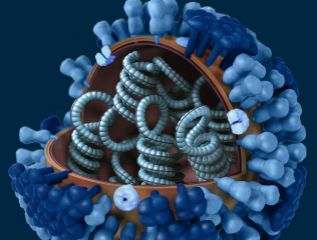 Estructura del virus de la gripe.