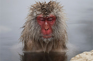 Un macaco se baa en aguas termales en Japn.