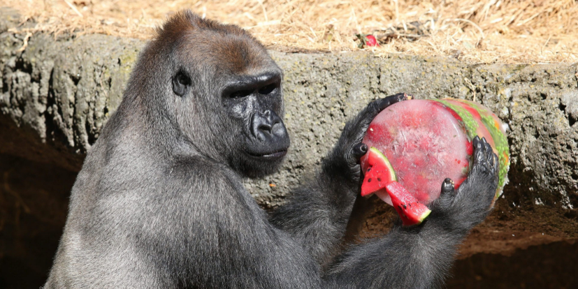 El nuevo gorila del zoo de Melbourne celebra su 13 cumpleaos con una...
