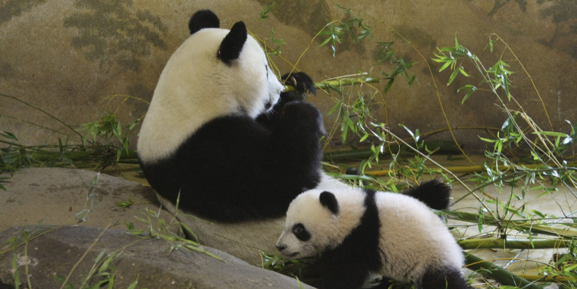 Xing Bao, el pequeo oso panda del zoo de Madrid ya ha cumplido cinco...