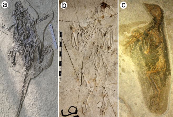 Fsiles de vertebrados (a, Psittacosaurus; b-c, Confuciusornis)