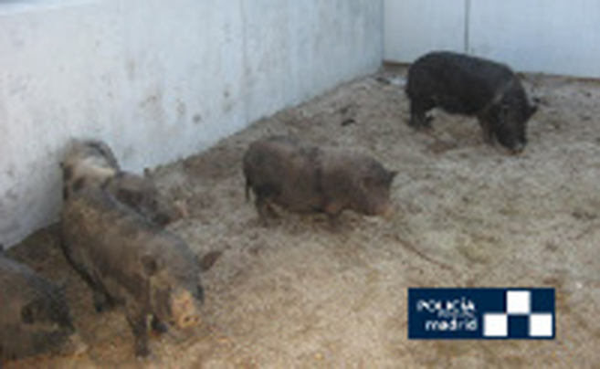 Varios de los cerdos vietnamitas capturados por la Polica Municipal