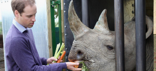 El duque de Cambridge, alimentando a un rinoceronte.