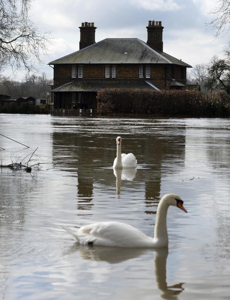 Dos cisnes nadan por una calle inundada de Berkshire.