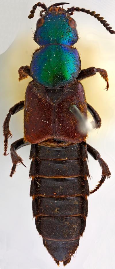 Ejemplar del escarabajo Darwinilus Sedarisi