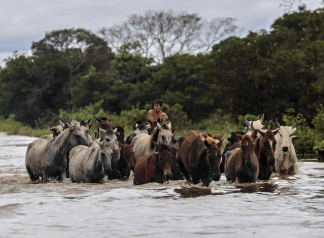Un joven conduce un grupo de caballos por un camino inundado en el...