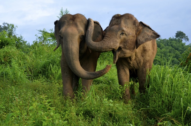 Los elefantes se consuelan acariciándose con la trompa.