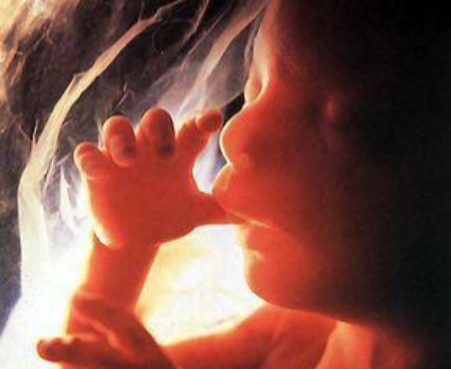 Un bebé en el interior del útero materno.
