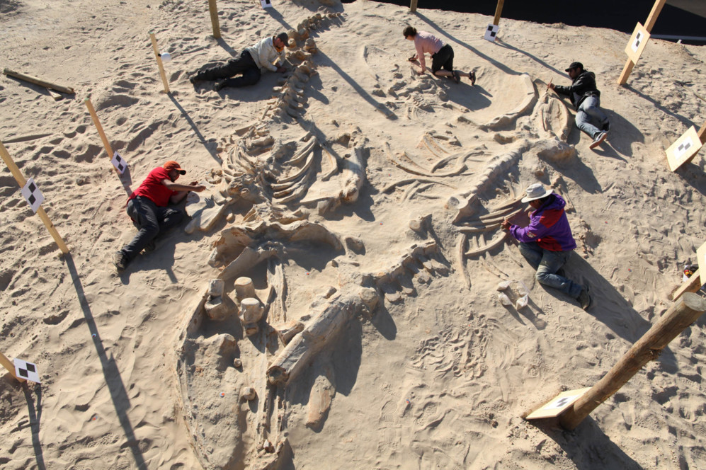 Los investigadores estudian los restos fsiles de 'La familia West'.