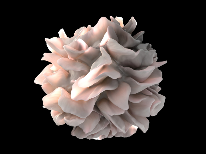 Imagen de una célula dendrítica, por donde entra el VIH en el cuerpo...