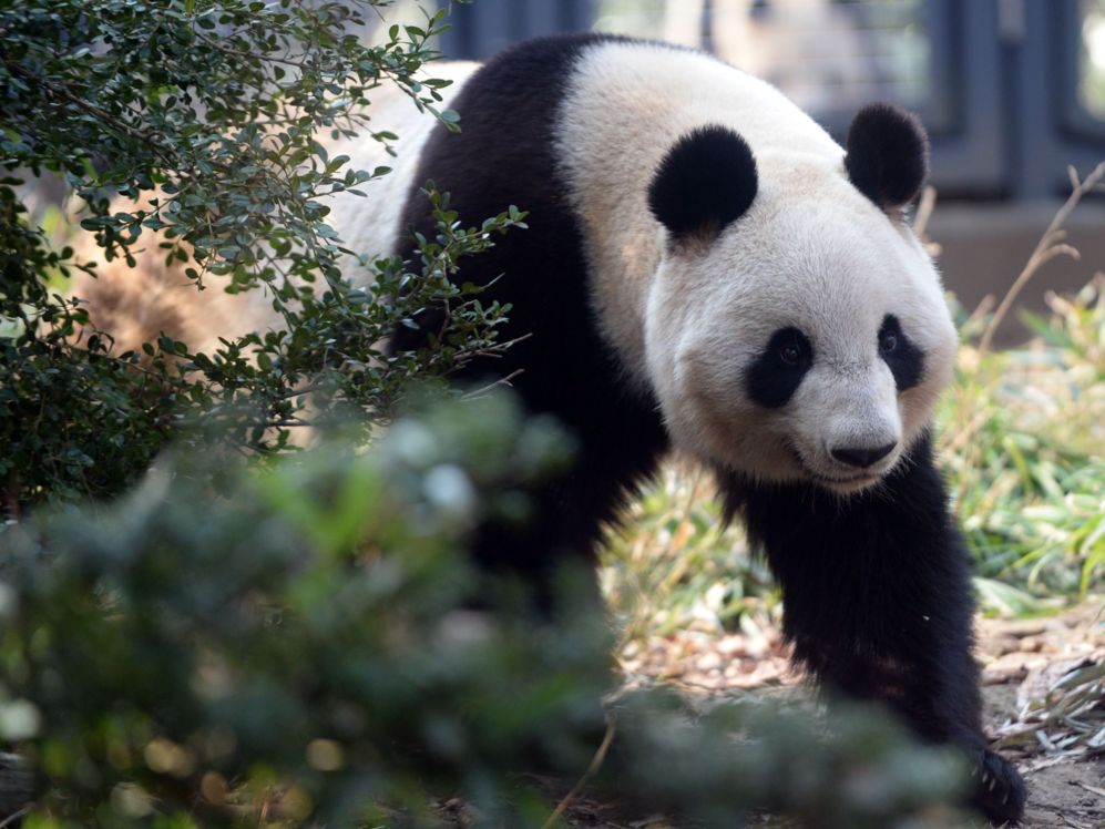 Un panda gigante hembra camina por su recinto del zoolgico de Tokio.