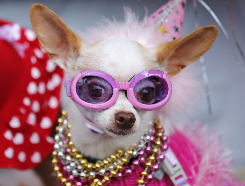 Chihuahua para competir en la segunda Doggie Gras Parade y Cat Fat...