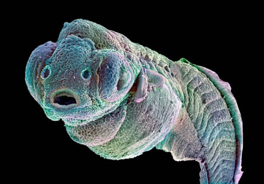 Imagen microscópica de un embrión de pez cebra. Sus características...