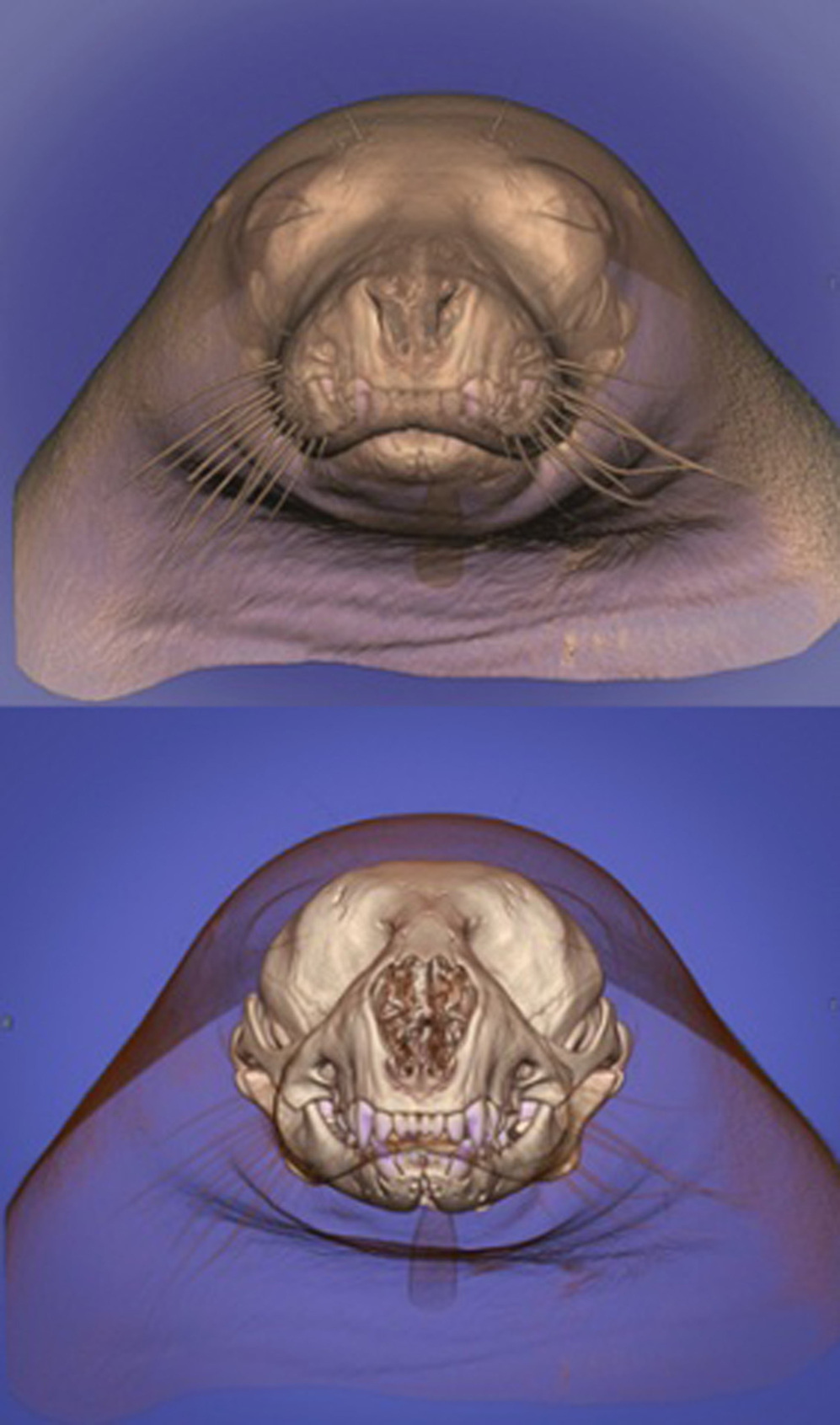 Tomografa de la cabeza de una foca cuyo crneo se puede visualizar...