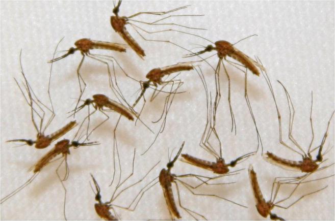 Mosquitos infectados por el parsito que causa la malaria.