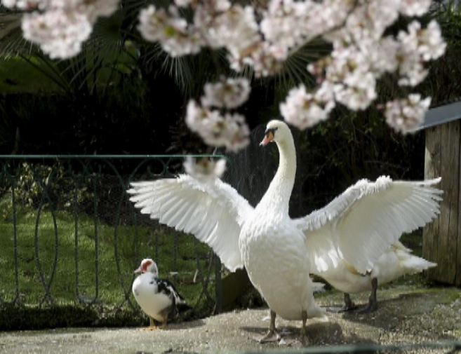 Un cisne seca sus alas al sol en San Sebastin.