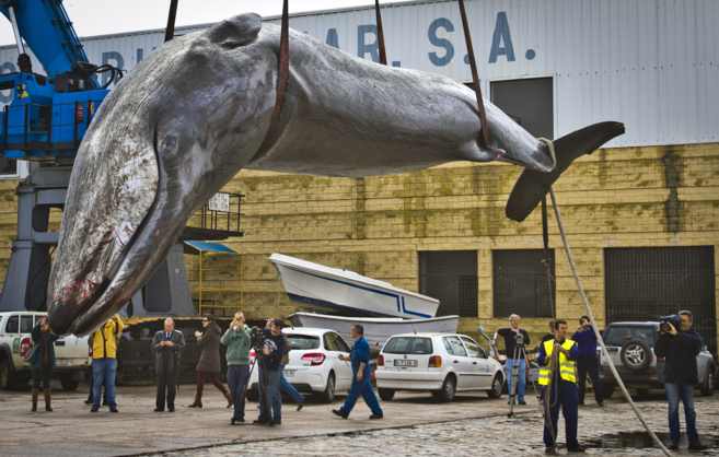 La ballena, remolcada por una gra junto a la ra de Huelva.