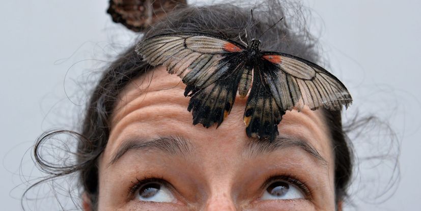Una mariposa Papilio Memmon se posa sobre la cabeza de una mujer...