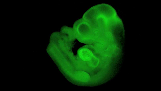 Embrión de ratón con un corazón creado con células madre en el...