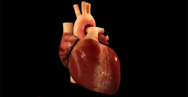 Imagen del corazn, venas y arterias.