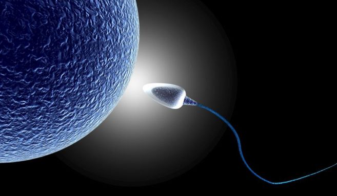 Recreación del momento previo a la unión de un espermatozoide con un...