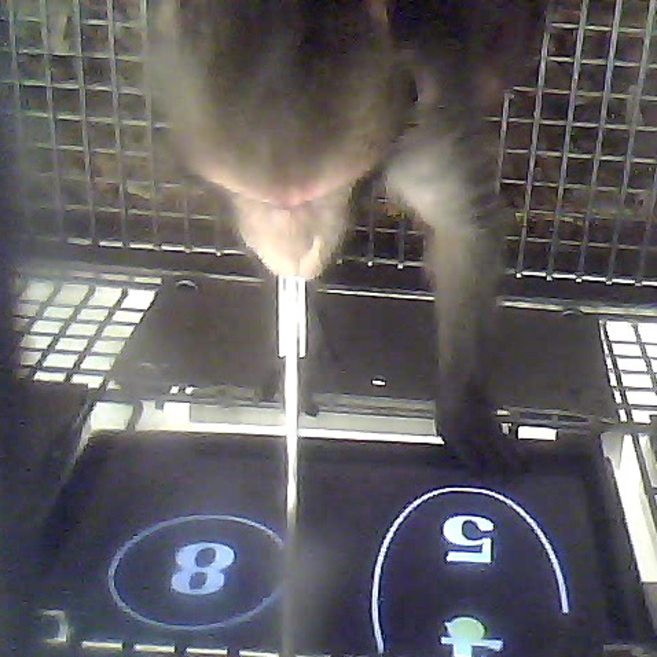 Uno de los tres macacos elige en la pantalla tctil entre dos...