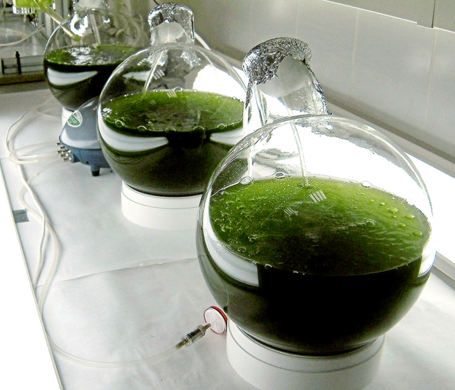 Líquido rico en microalgas en el laboratorio de Bio Fuel Systems, que...