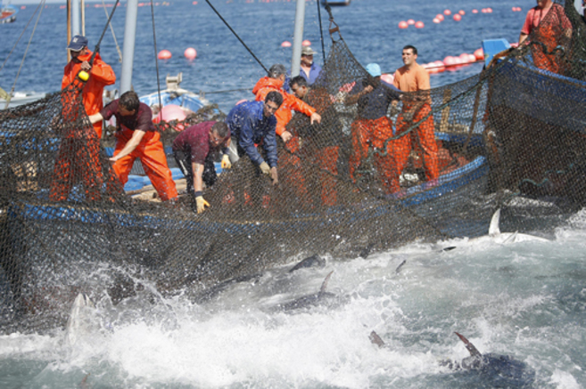 Un grupo de pescadores se afana en la pesca del atn de almadraba