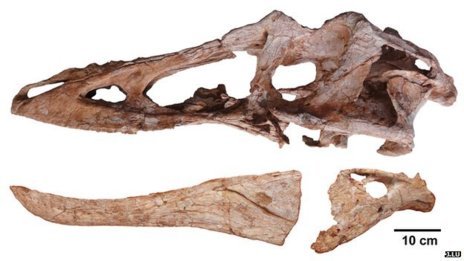 Restos de Pinocho rex hallados en las excavaciones