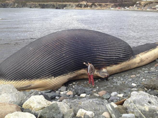 Esta ballena azul de 23 metros varó en una playa del pueblo de Trout...