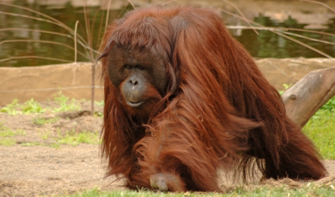 El orangutn Peek, recin llegado a Bioparc.