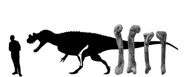 Silueta del 'Ceratosaurus' a escala e imagn del fmur y la...