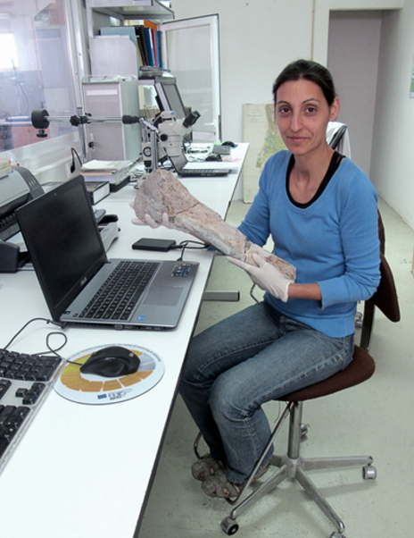 La investigadora Elisabete Malafia muestra un hueso de ceratosaurio en...