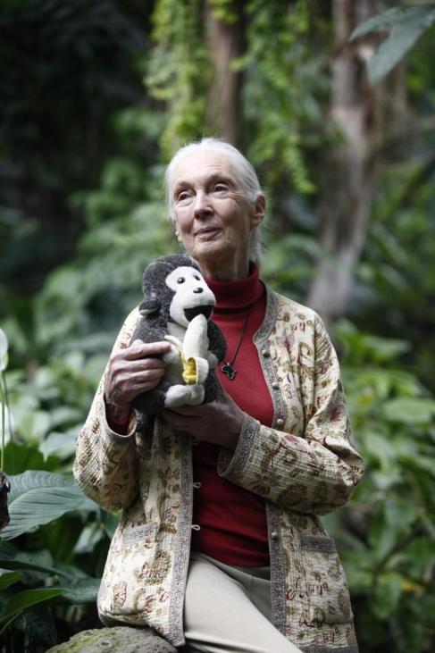 La primatlaga Jane Goodall, hoy en el bosque inundado del...