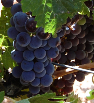 Detalle de las uvas procedentes del viñedo propio.
