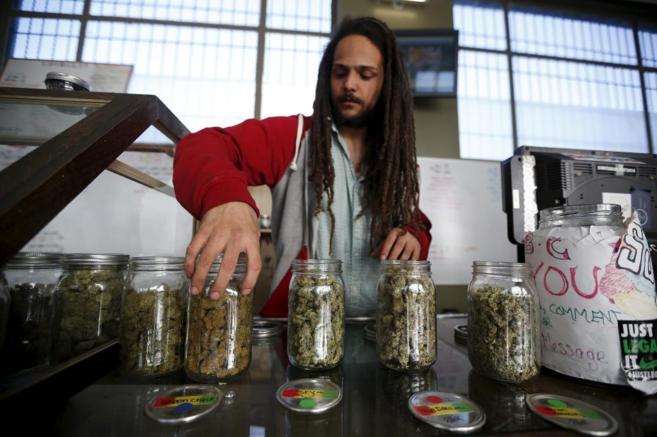 Un joven voluntario prepara las distintas clases de marihuana para su...