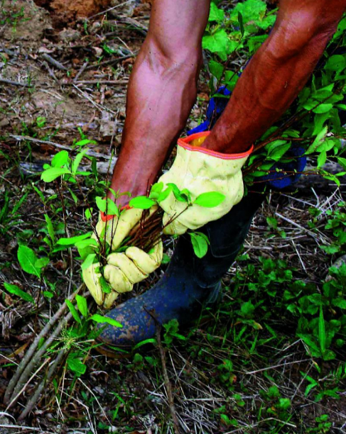 Un erradicador limpia un campos de coca.